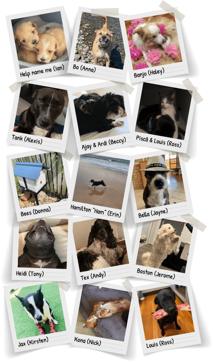 pet-collage-layout-3
